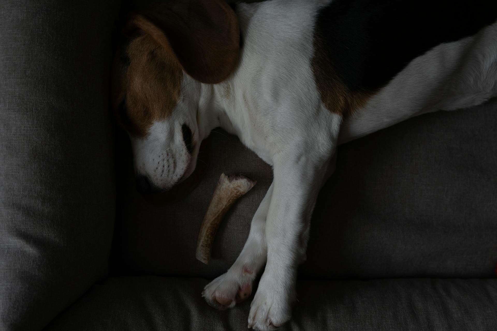 Close-Up Photo of a Beagle Sleeping