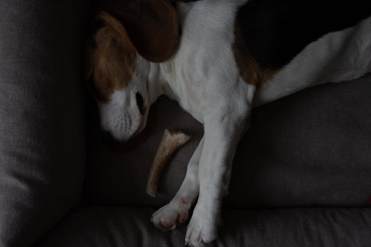 Close-Up Photo Of A Beagle Sleeping