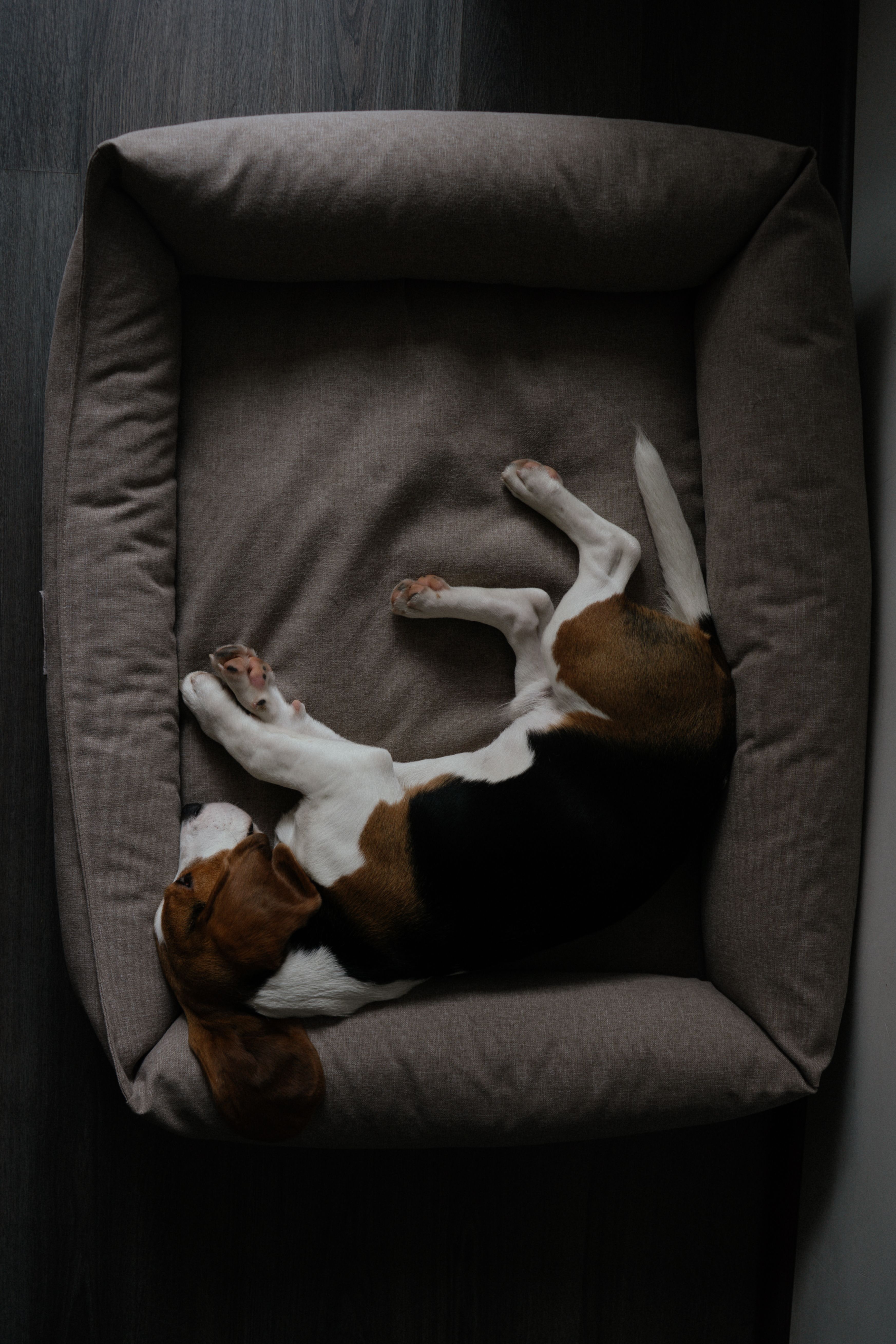 Huzurla uyuyan köpek
