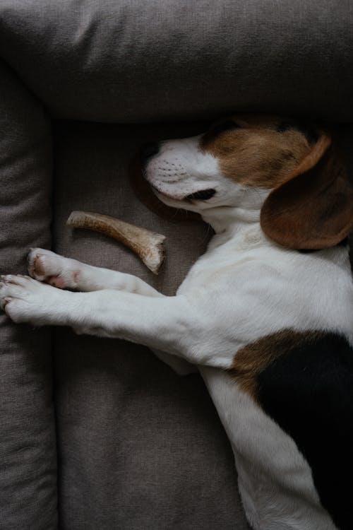 Free Close-Up of Beagle Puppy Sleeping on Dog Bed Stock Photo