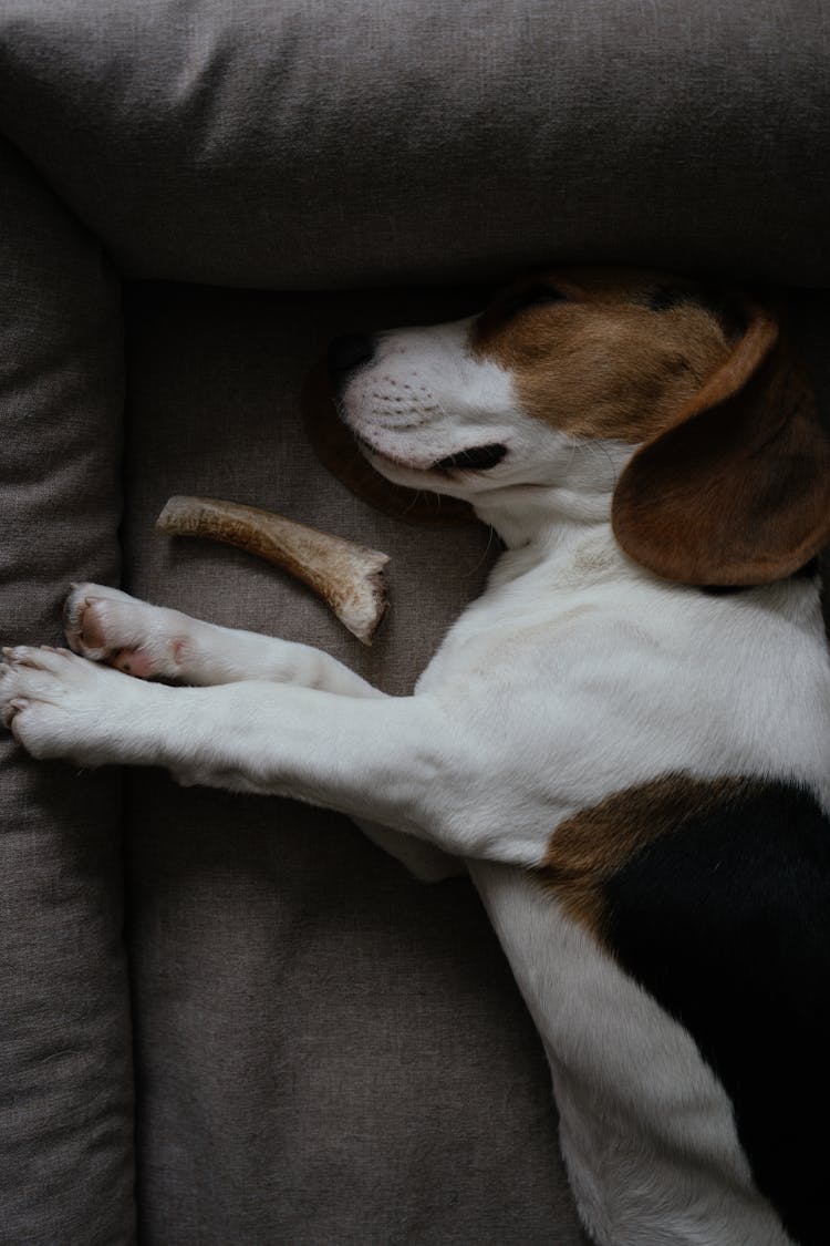 Close-Up Of Beagle Puppy Sleeping On Dog Bed