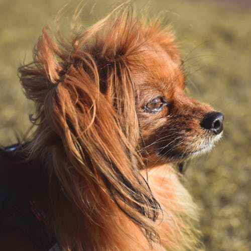 Free Close-Up Photo of a Brown Pomeranian Dog Stock Photo