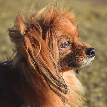 dog photo