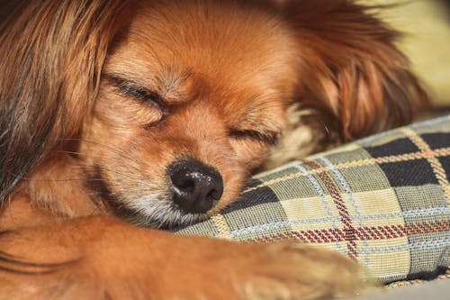 Close Up Shot of a Sleeping Dog