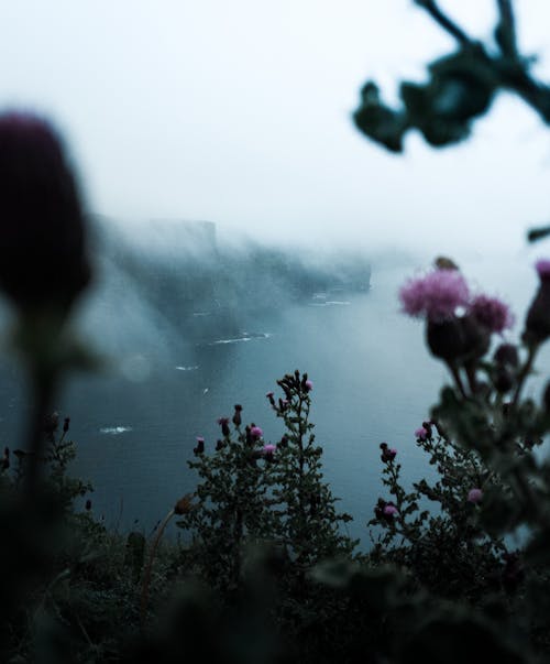 Pink Flowers Near a Body of Water and Coastal Mountain