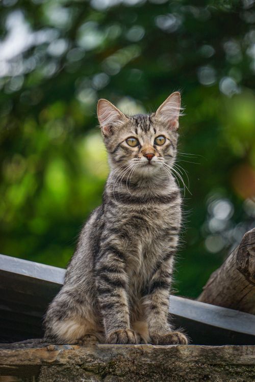 Brown Tabby Cat Sitting on Stone Fence · Free Stock Photo