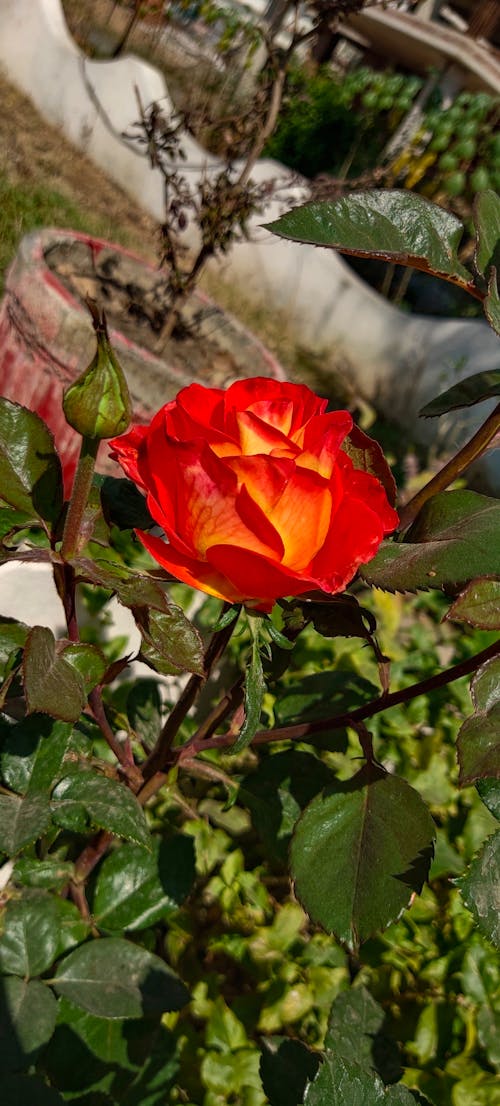 Gratis stockfoto met bloem, prachtige natuur, tuin roos