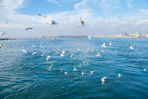 Free White Seagulls Flying Over the Sea Stock Photo