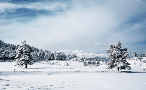 Free Pine Trees on Snow-Covered Ground during Winter under the Cloudy Sky Stock Photo