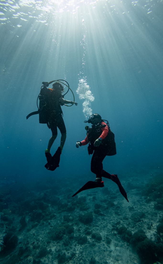 Stock Image For Diving In Diving Photos, Download The BEST Free Diving Stock Photos & HD Images