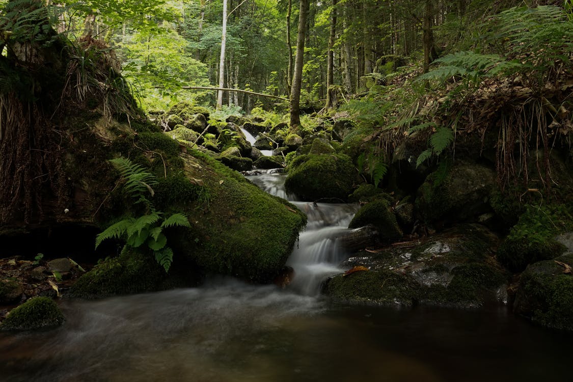 Ilmainen kuvapankkikuva tunnisteilla kaunis luonto, luonto, metsä