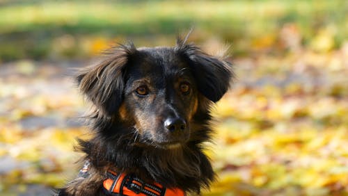 Free Photo of a Black and Brown Furry Dog Stock Photo