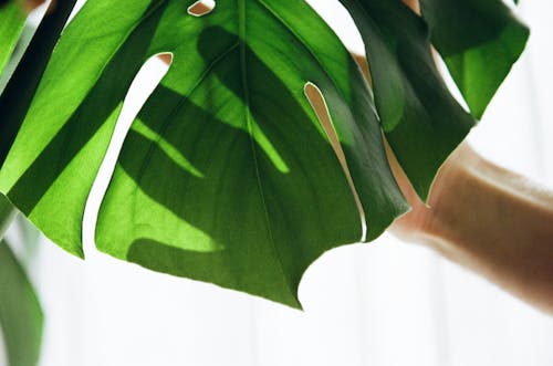 Free Photograph of a Green Monstera Deliciosa Leaf Stock Photo
