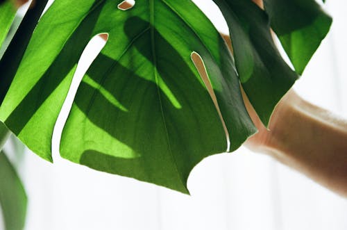 คลังภาพถ่ายฟรี ของ monstera deliciosa, ต้นไม้, พฤกษา