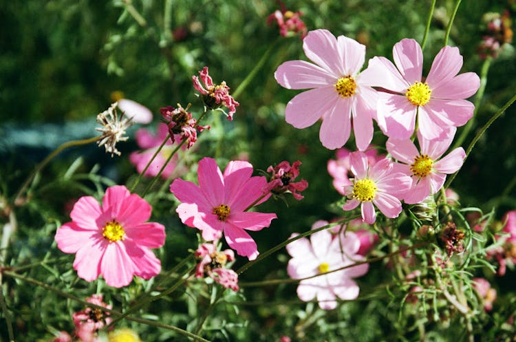 Close-up On Pink Garden Cosmos Flowers