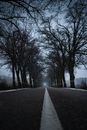 Asphalt Road with Trees on Both Sides 