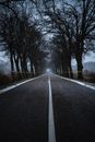Asphalt Road with Trees on Both Sides 