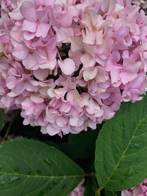 Free Beautiful close-up of pink hydrangea bloom with lush green leaves, perfect for botanical themes. Stock Photo