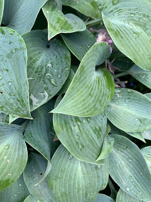 Close-Up Shot of a Plant with Green Leaves