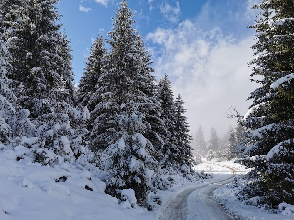 Základová fotografie zdarma na téma borovice, mraky, nezpevněná silnice