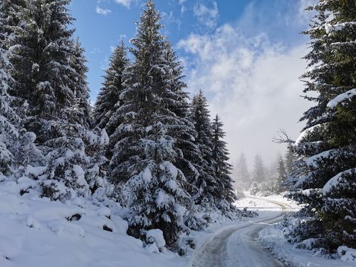 Free Captivating winter landscape in Gornji Crniš, Serbia, featuring snow-covered pine trees and a winding road. Stock Photo