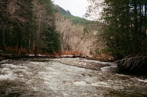 Flowing Water in the Creek in the Forest