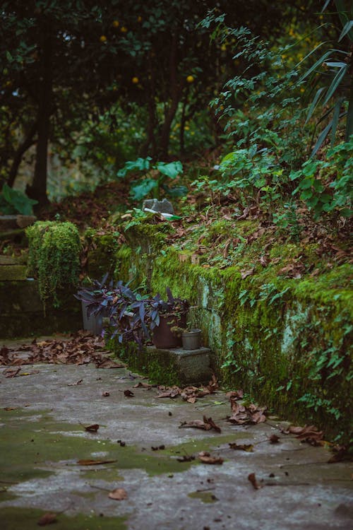 Fotos de stock gratuitas de jardín, muro, musgo