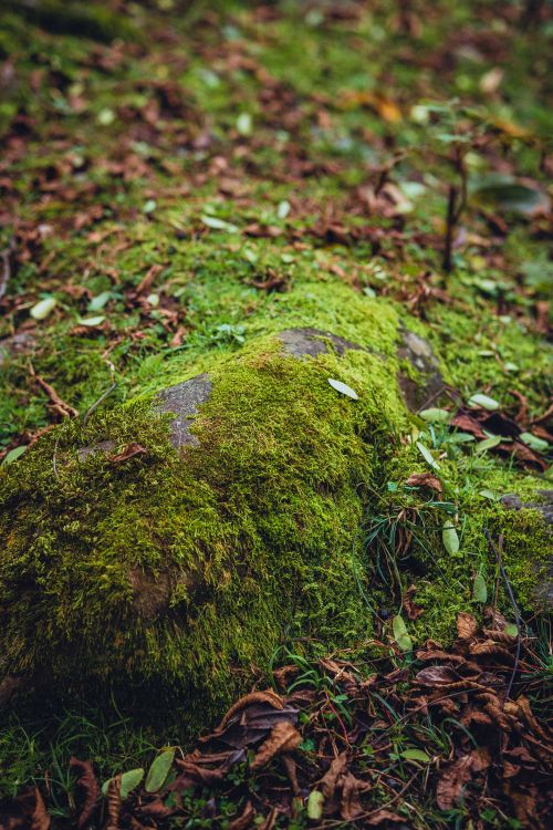 Free A lush moss-covered rock on a forest floor surrounded by fallen leaves and greenery. Stock Photo