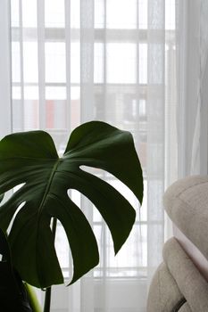 Serene indoor shot of a Monstera leaf next to a window, creating a lush green contrast with natural light.. pexels, serene, i