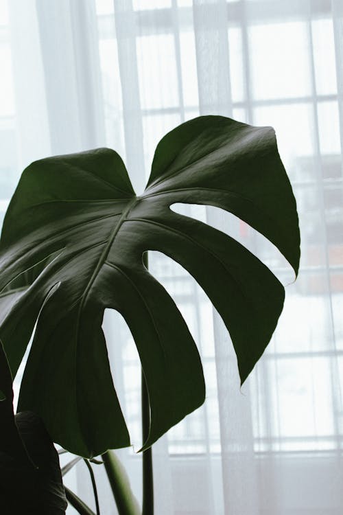 Green Monstera Deliciosa Leaf