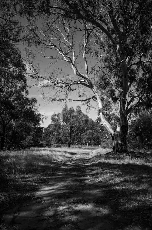 De franc Foto d'estoc gratuïta de arbres, blanc i negre, camí de carro Foto d'estoc