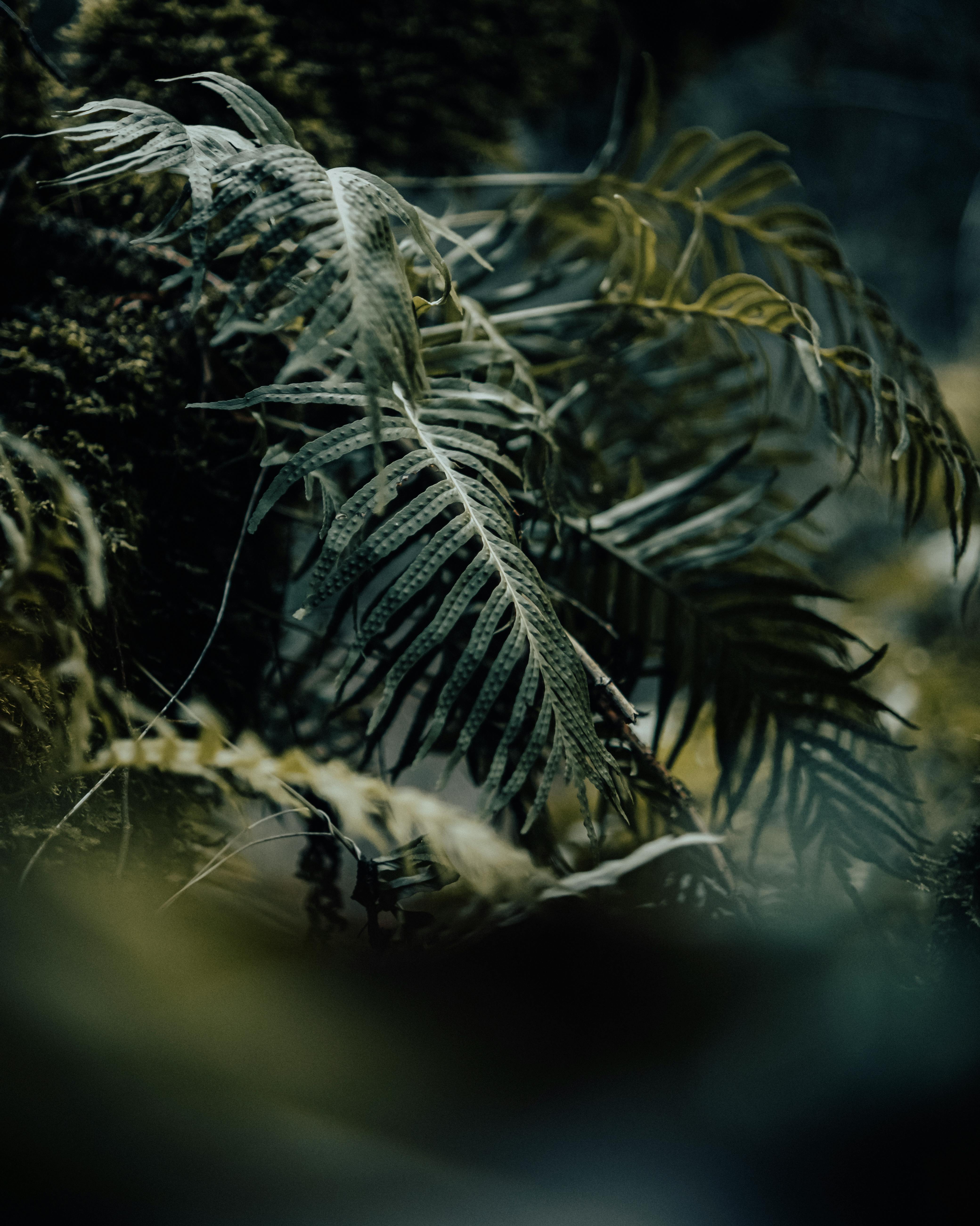 All Leafy Green Photos, Download The BEST Free All Leafy Green Stock