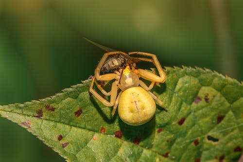 무료 goldenrod 게 거미, misumena vatia, 거미의 무료 스톡 사진