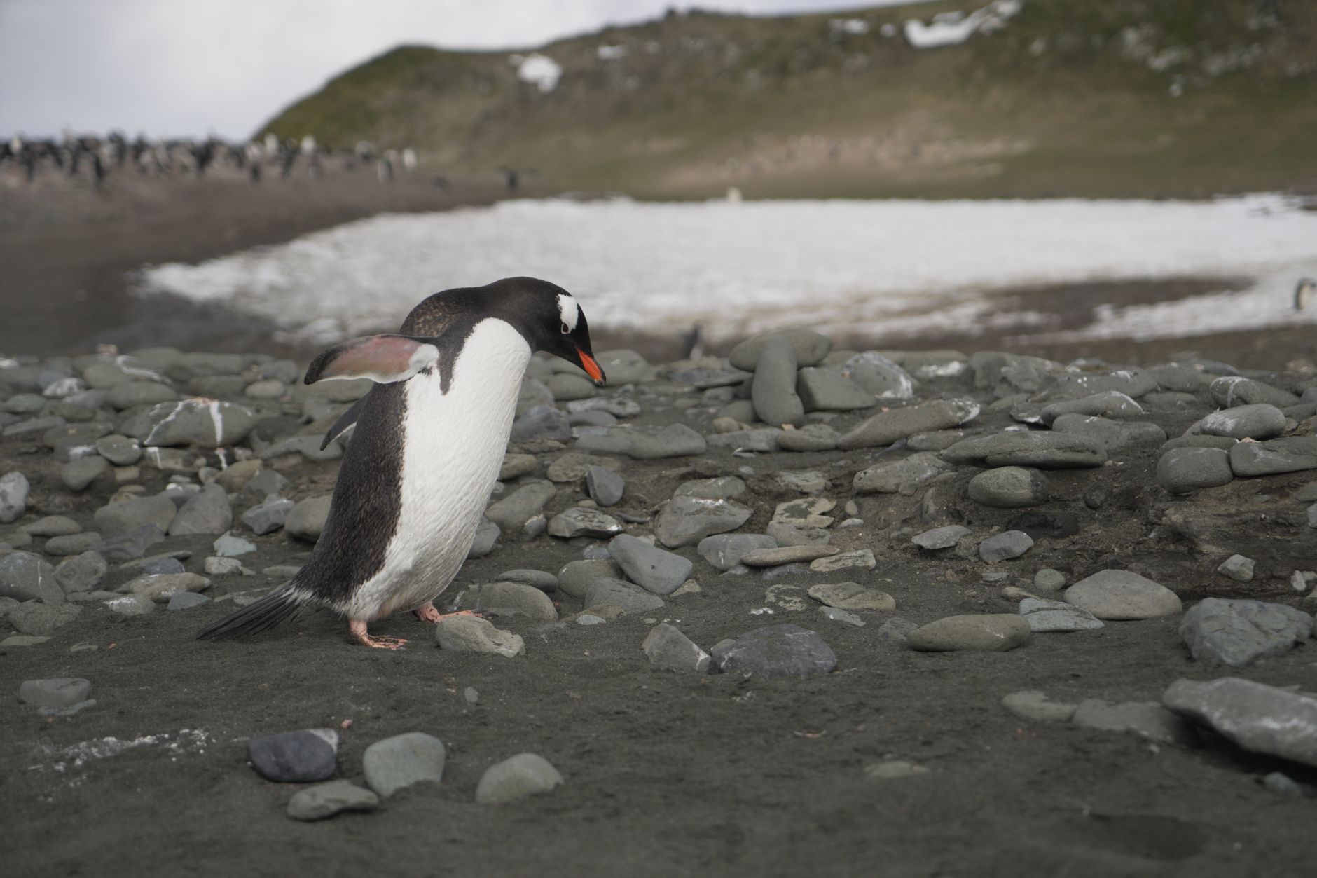 Antarctica, Antarctica