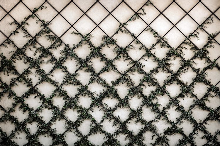 Green Plants On The Tiles