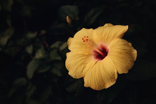 Fotobanka s bezplatnými fotkami na tému flóra, kvet, kvet ovocného stromu