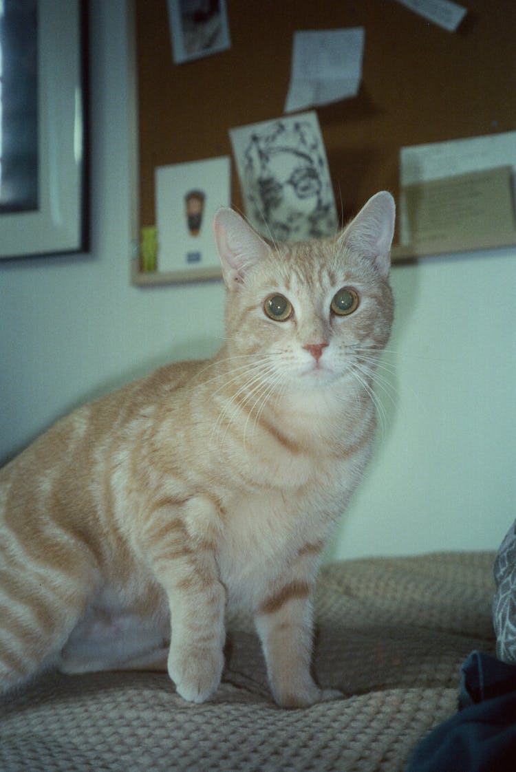 Beige Cat On A Sofa