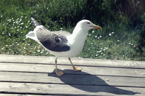 Free stock photo of seagull, wildlife