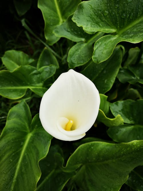 Imagine de stoc gratuită din calla crin, floare, floră
