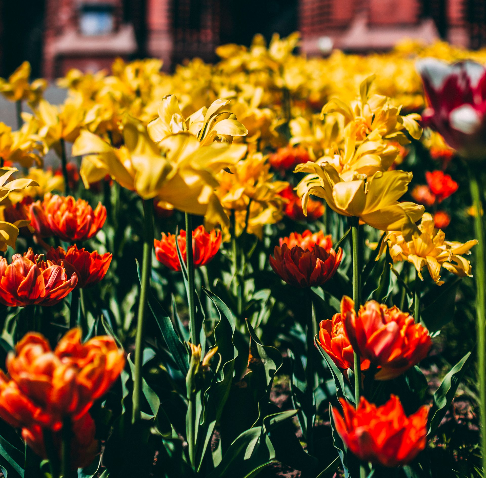 Colorful tulips blooming in an outdoor summer garden creating a vibrant floral scene.