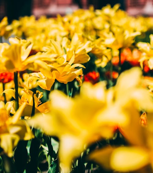 Free Bed Of Yellow Petal Flower Stock Photo