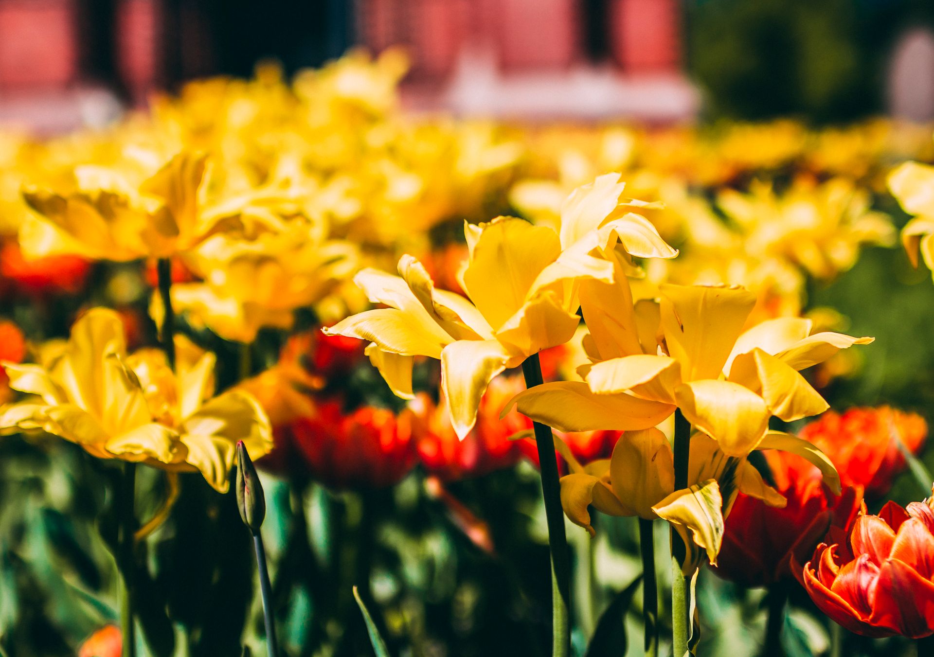 A beautiful garden filled with vibrant yellow tulips in full bloom under the summer sun.
