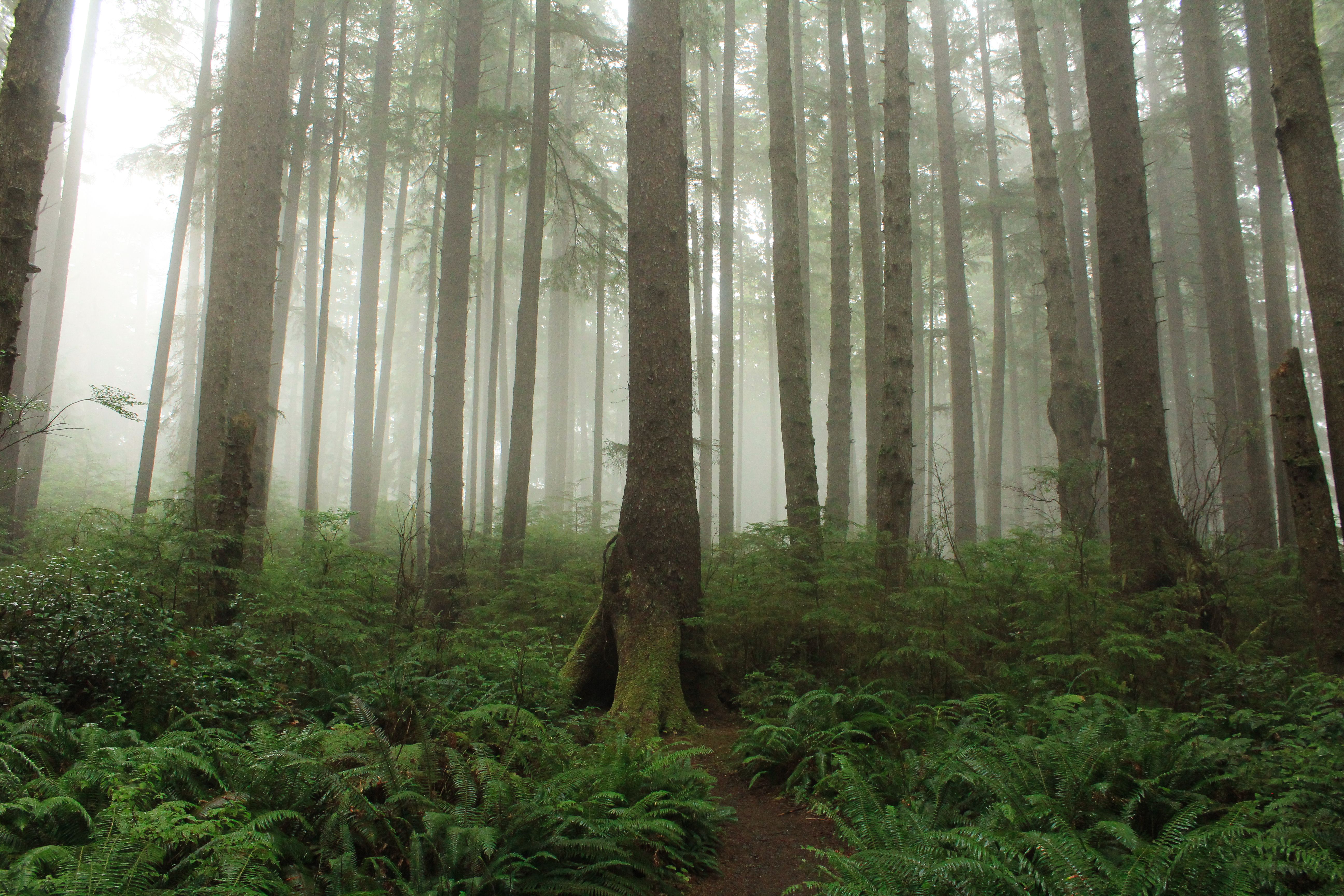 Giant sword ferns in the lush Sol Duc Valley