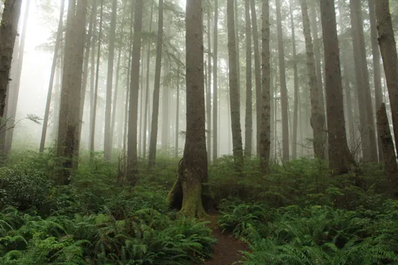 Giant sword ferns in the lush Sol Duc Valley