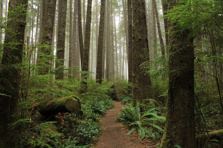 A Path In The Forest