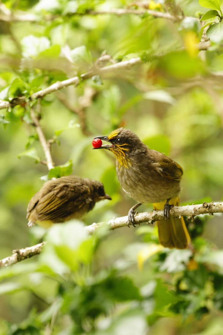 Adult Green Bird With Red Berry In Beak Sitting On Branch Next To Young Chick