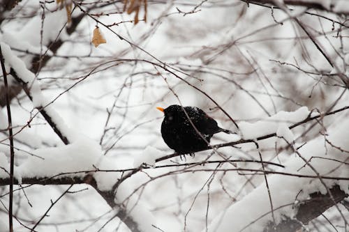 A Common Blackbird on a Branch 