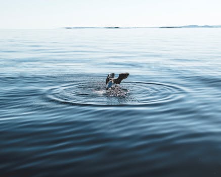 Man Riding Jet Ski · Free Stock Photo