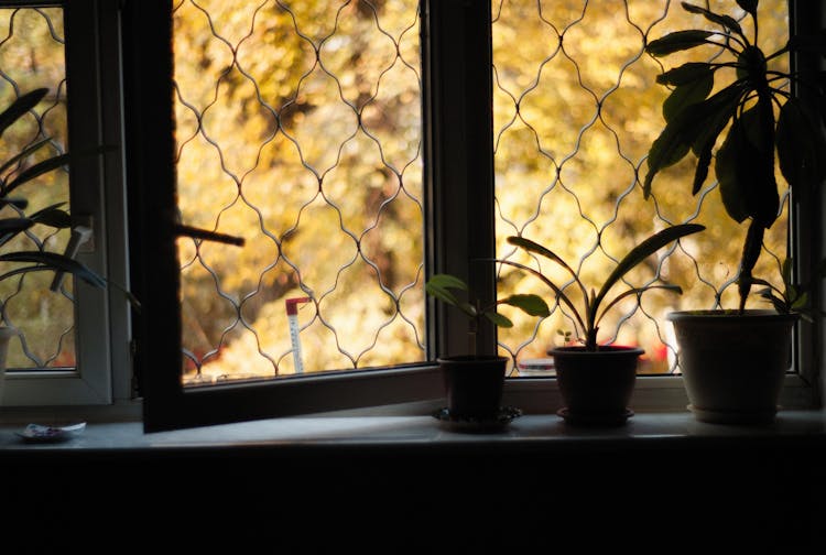 Green Potted Plants By The Window