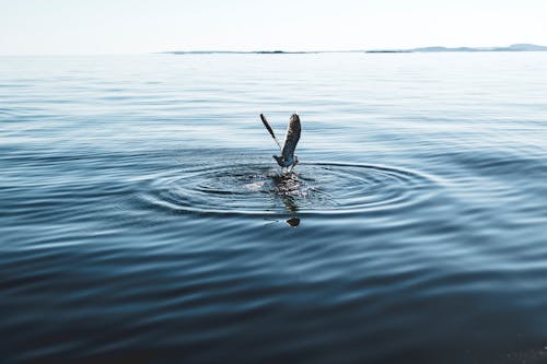 White Pelican on Body of Water